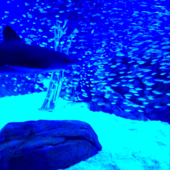 Meet your Posher, Patrick - Picture 8 of 9